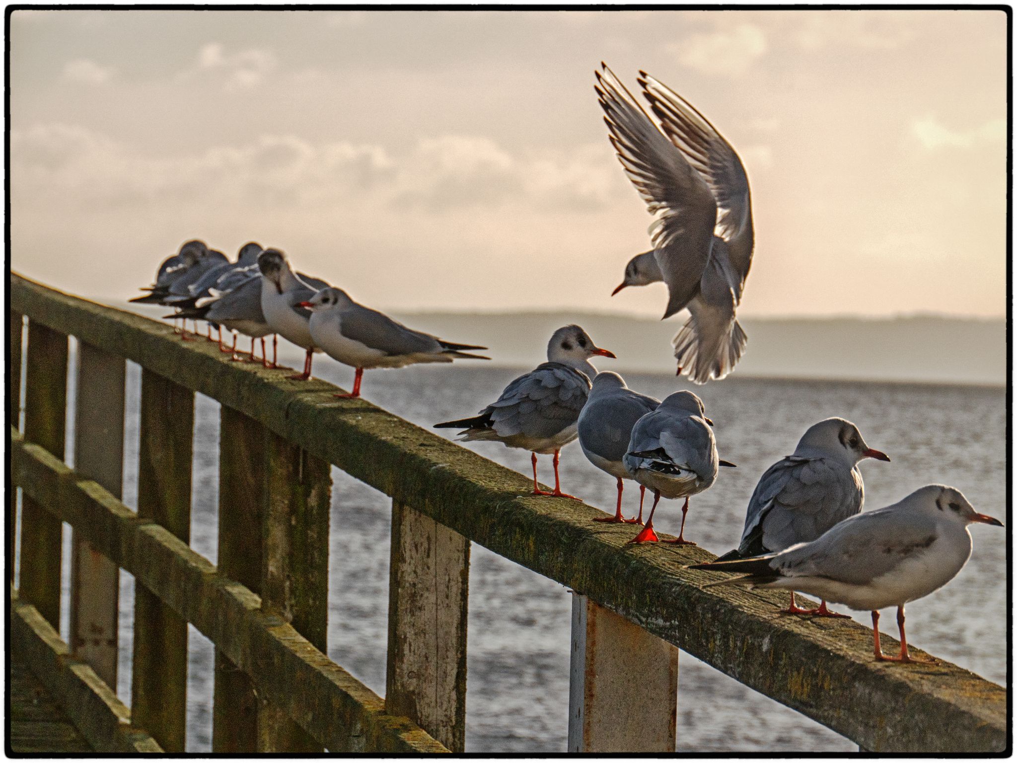  1030966a 32253560096 o