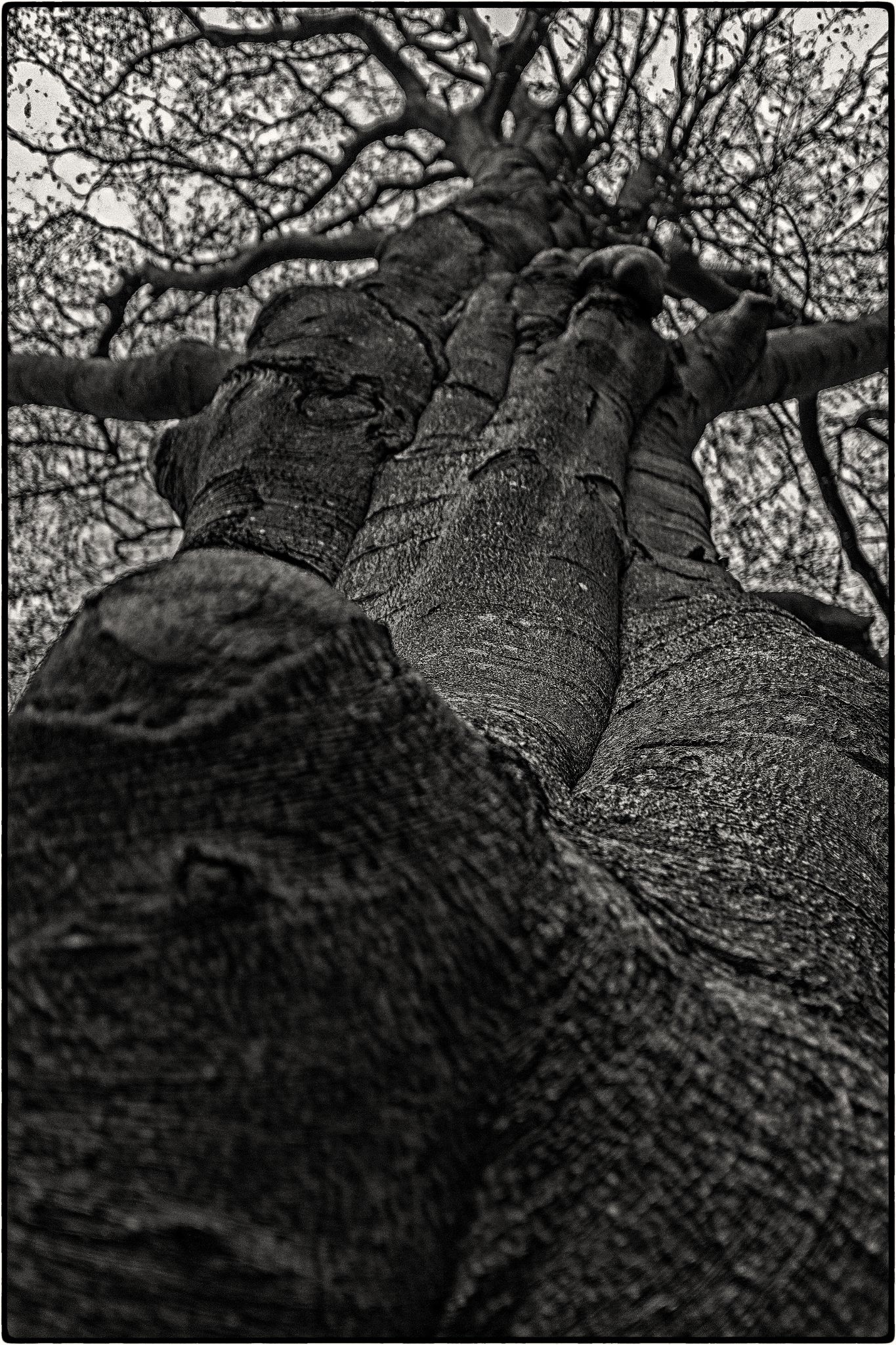 Untermbaum sw 30976752392 o